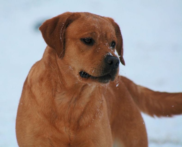 fox red english labradors