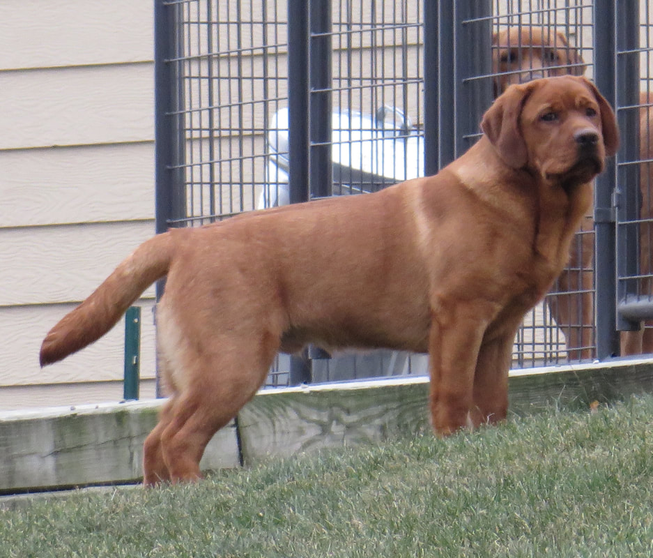 Penara Fox Red And Yellow Labrador Retrievers Penara Fox Red English Labrador Retrievers